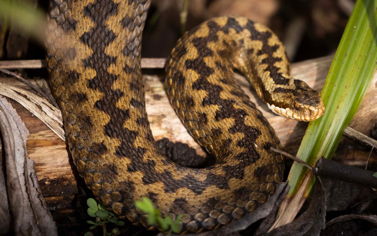 El estado tiene 
<b><a href="https://www.univision.com/local/houston-kxln/serpientes-venenosas-dia-nacional-houston-texas-fotos" target="_blank">105 especies diferentes de serpientes</a> y no todas son venenosas</b>, solo el 15% del total debe tratarse con precaución. Te decimos cómo diferenciar las peligrosas. 
<br>