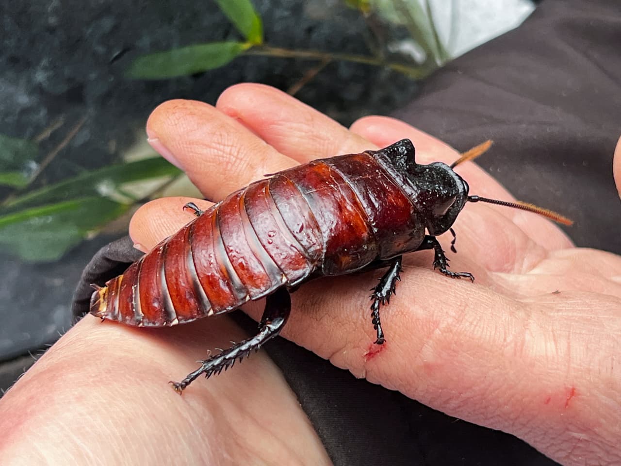 Cucaracha de Madagascar
