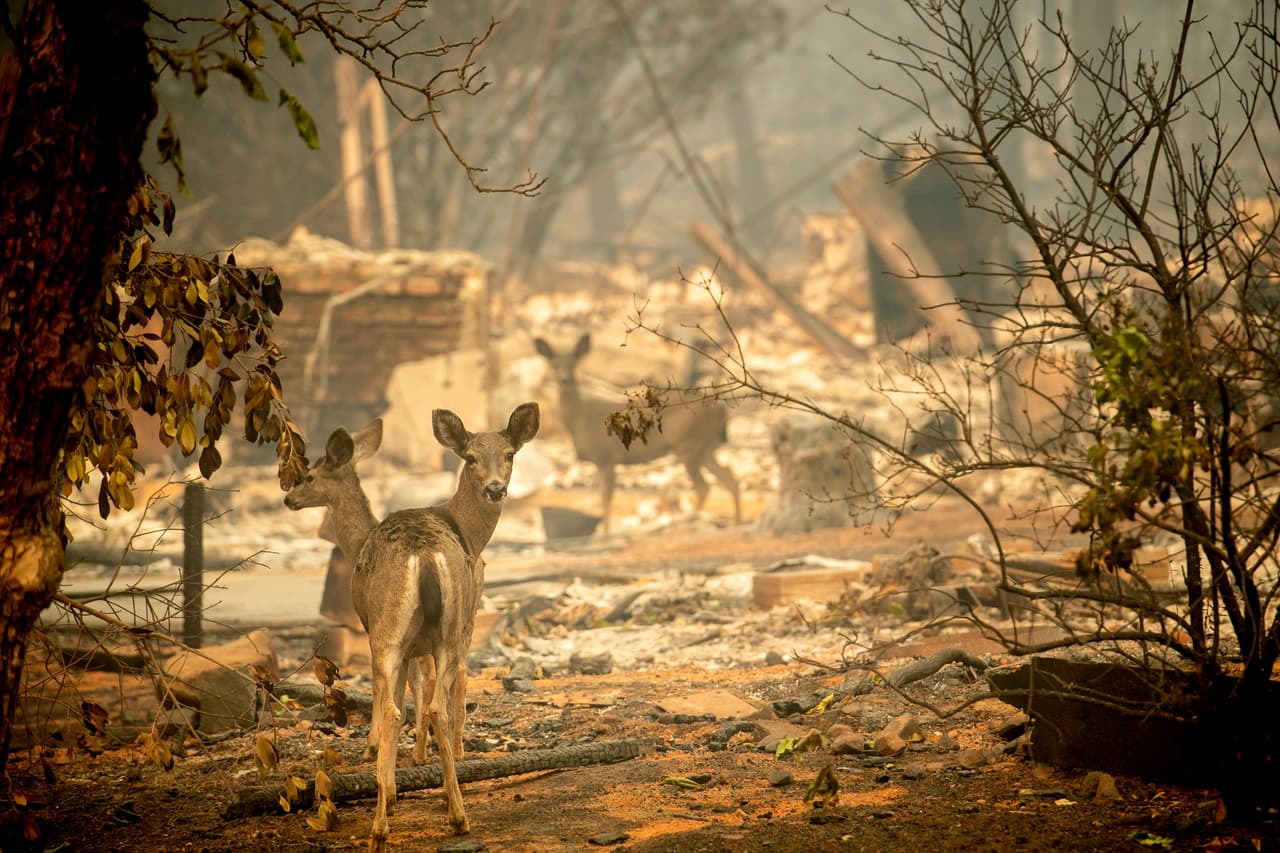 Varios ciervos silvestres se han acercado a las ruinas de la ciudad Paradise. El fuego 
<b>Camp Fire sorprendió a varios residentes y destruyó la ciudad casi en su totalidad.</b>