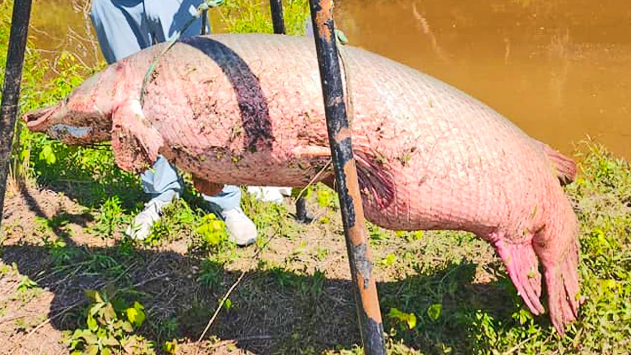 Kirk Kirkland atrapa un pejelagarto de 251 libras en el río Trinity, al norte de Houston, y anticipa que será un récord