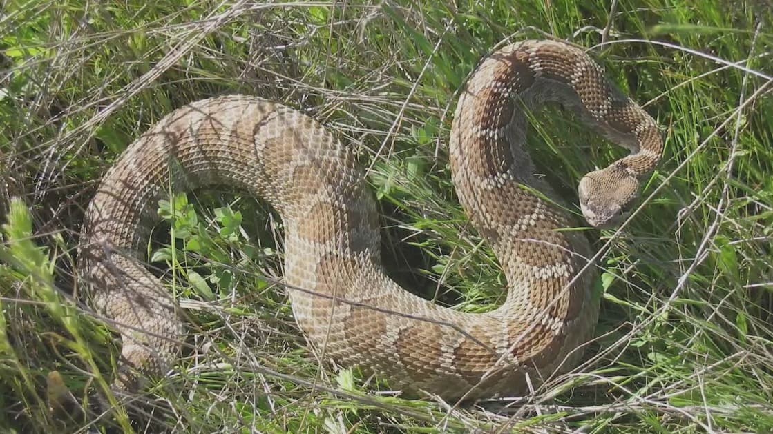 De abril a octubre se registra un mayor avistamiento de serpientes en California, lo que aumenta el riesgo de ser víctimas de una mordida, por lo que un experto comparte algunas medidas de seguridad para evitar ser atacados por estos animales.