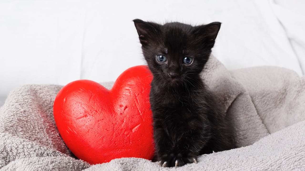 Gatos negros: 5 cosas que nadie te ha dicho sobre ellos