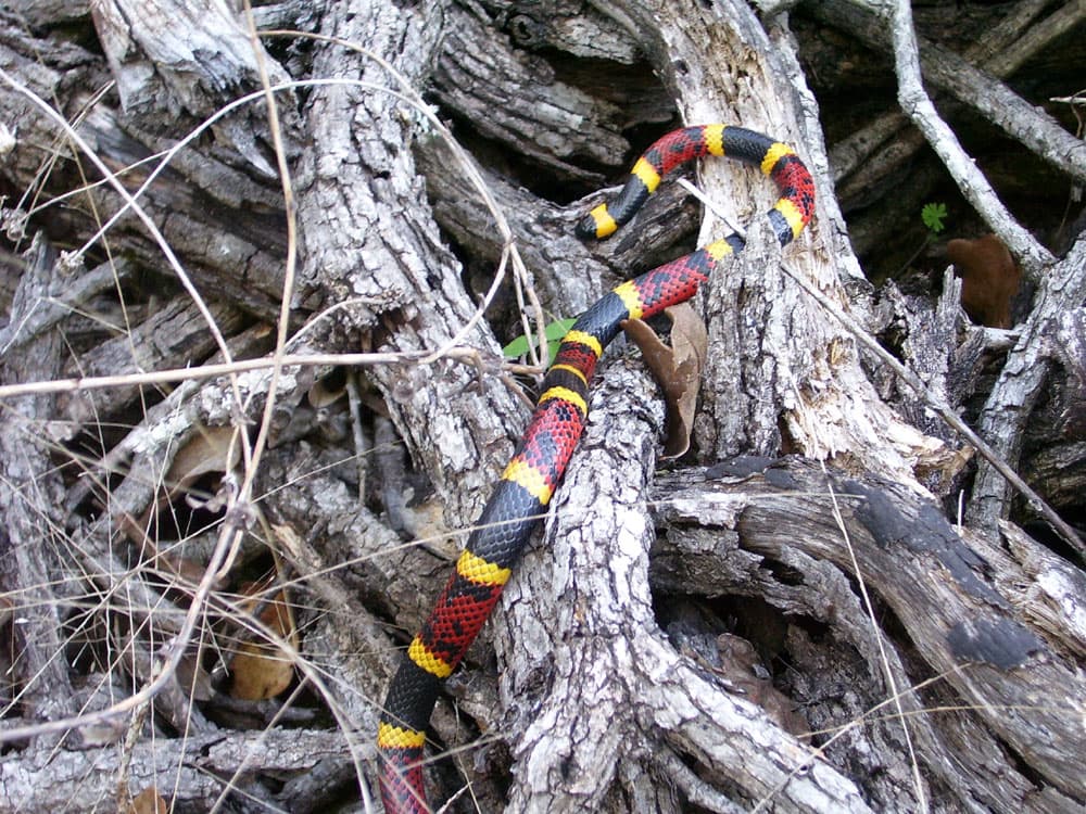 <b>Coral Snakes </b>
<br>
<br>La serpiente de coral es delgada con una cabeza pequeña y distintiva y pupilas redondas. Generalmente mide 2-1 / 2 pies o menos. Su patrón distintivo es un anillo negro ancho, un anillo amarillo estrecho y un anillo rojo ancho, con los anillos rojos siempre bordeados por los anillos amarillos. Varias serpientes inofensivas están marcadas de manera similar, pero nunca con el toque rojo y amarillo. Las serpientes de coral se encuentran en la mitad sureste de Texas en bosques, cañones y llanuras costeras.