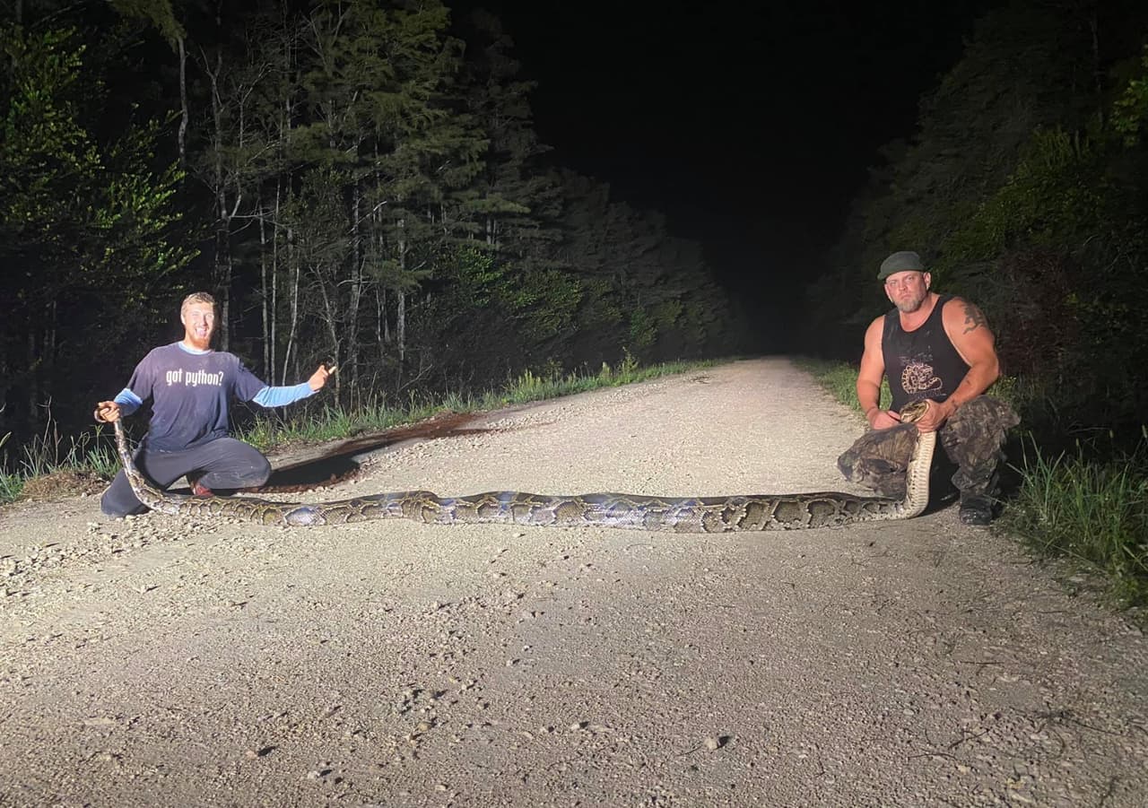 Dos cazadores de pitones birmanas publicaron en sus redes sociales el momento en que capturan una enorme serpiente de esta especie en los Everglades de Florida, con la que rompieron el récord del estado.