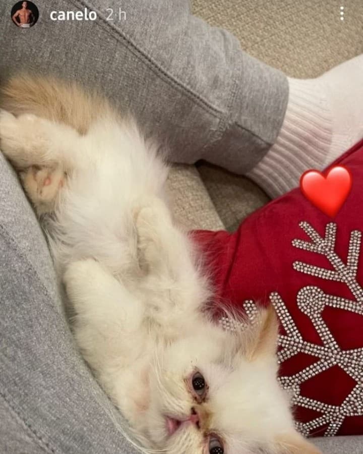 Hace unos días, el pujilista presumió al nuevo integrante de su clan: 
<a href="https://www.univision.com/famosos/canelo-alvarez-nuevo-gato-mil-dolares">un gato persa blanco</a> que alcanza un valor de hasta 1,000 dólares.
<br>No cabe duda de que la familia de Saúl 'Canelo' Álvarez vive rodeada de lujo y glamour.