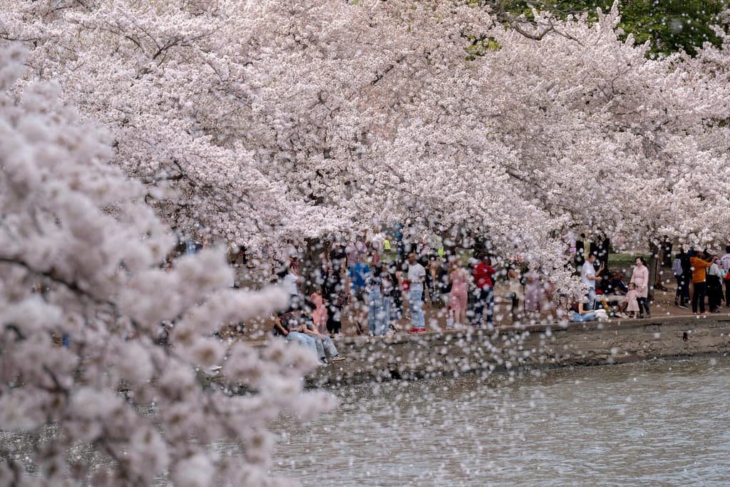 Lo mismo con lluvia que con sol, miles de personas se congregaron este fin de semana en la zona de 
<b>Tidal Basin, en Washington D.C</b>., para disfrutar de
<b> <a href="https://www.univision.com/local/washington-dc-wfdc/10-claves-para-ver-los-cherry-blossoms-en-dc-por-primera-vez-video" target="_blank">los 'cherry blossoms' o cerezos en flor</a>. Para este 2025, </b>el Servicio de Parques Nacionales había estimado que, entre el 28 y el 31 de marzo, sería el periodo de floración máxima.