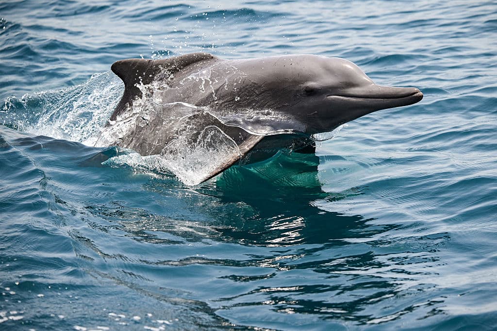 Delfines atrapados en algas y suciedad por meses: revelan negligencia en parque de Florida