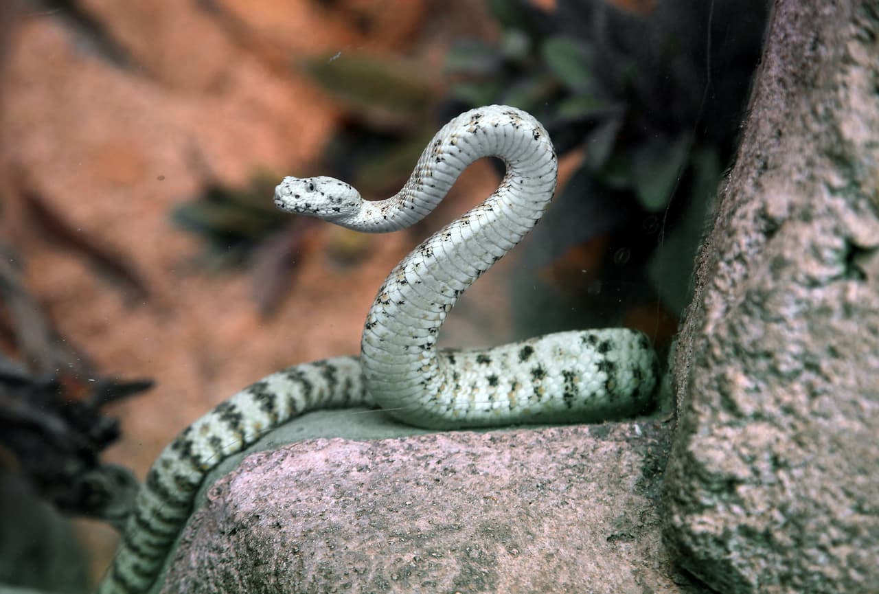 En ocasiones, las mordeduras de serpientes de cascabel han causado lesiones graves, incluso la muerte.
<br>