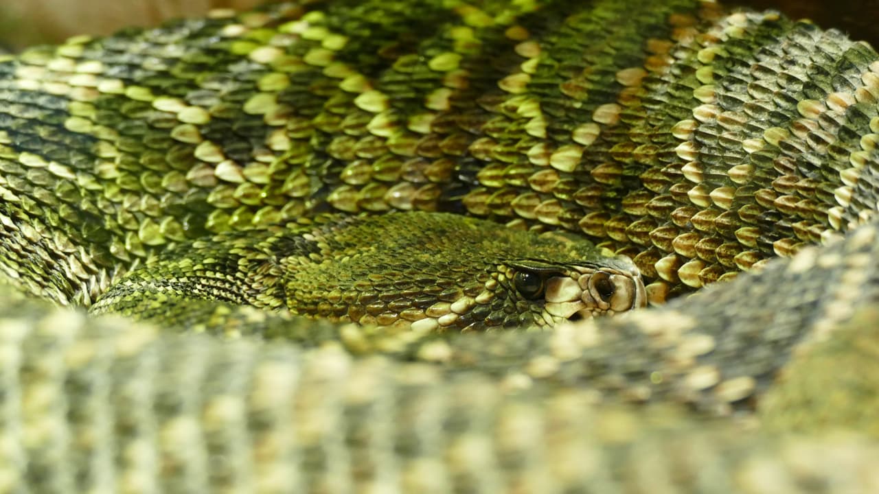 También indican que no debes pisar ni poner tu mano en un lugar que no puedas ver y usar pantalones largos en los senderos.