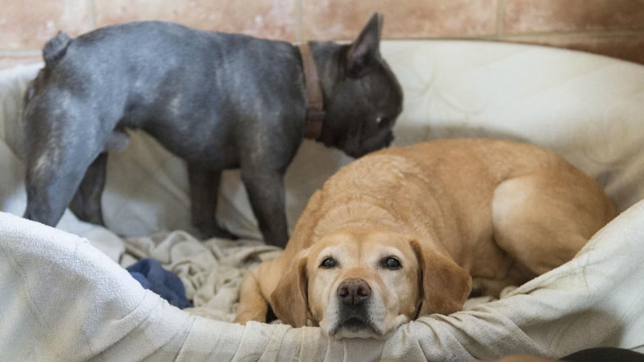Con motivo de las adopciones que puedes hacer en PAWS, te recordamos los beneficios emocionales de tener una mascota. Y a continucación una serie de imágenes con los perros que puedes adoptar.