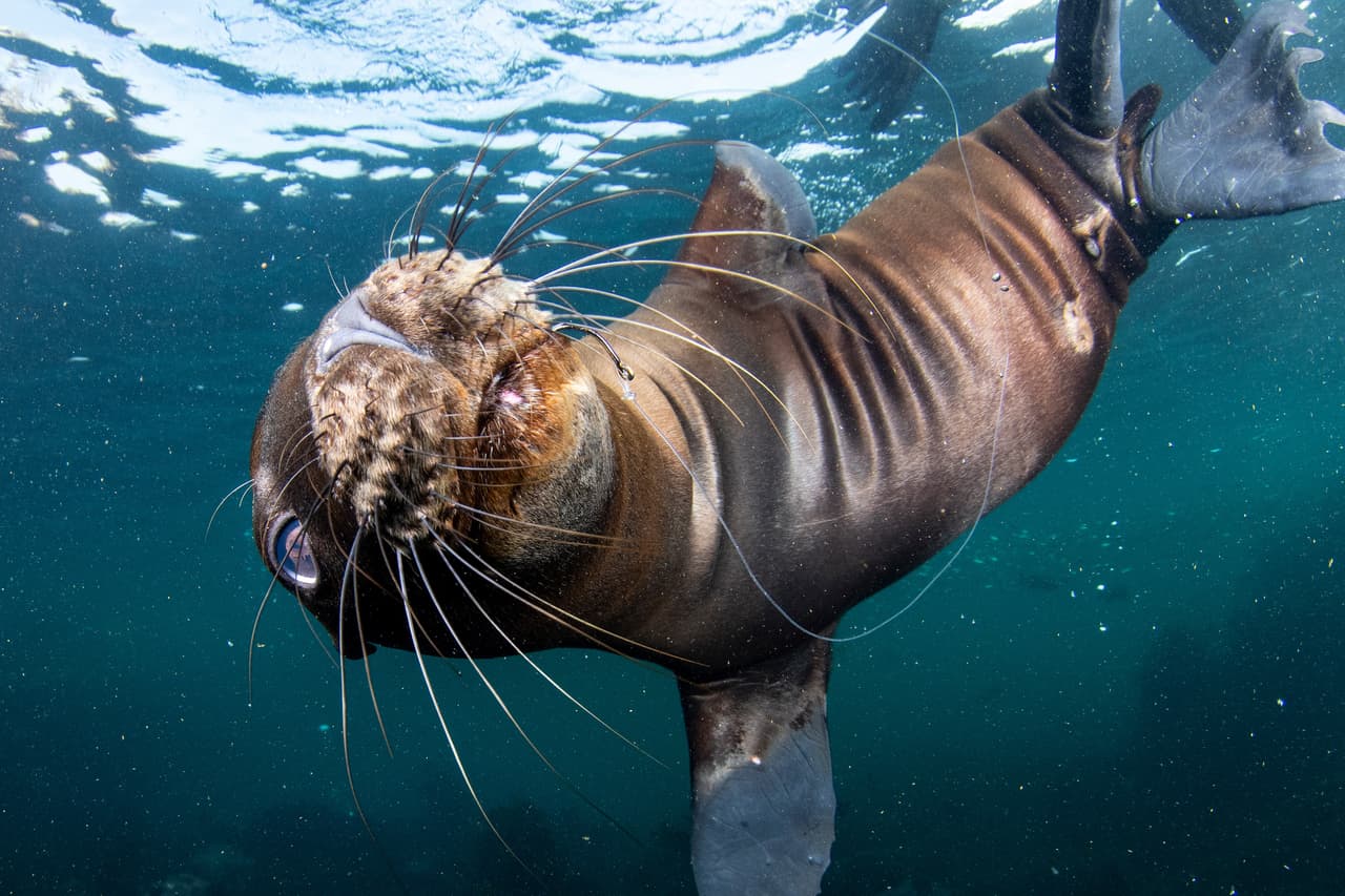 <b>‘Mascota enganchada’</b>
<br>
<br>"Conocí a este cachorro de león marino con un anzuelo incrustado en la boca al comienzo de una inmersión”, explicó el autor de esta fotografía finalista tomada en Islas Coronado, Baja California. 
<br>
<br>“Mientras estuve bajo el agua permaneció cerca de mí y parecía estar pidiendo ayuda”.
<br>