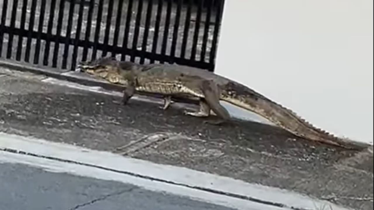 Caimán recorre urbanización de Canóvanas: ¿qué hacer cuando los reptiles invaden la ciudad?