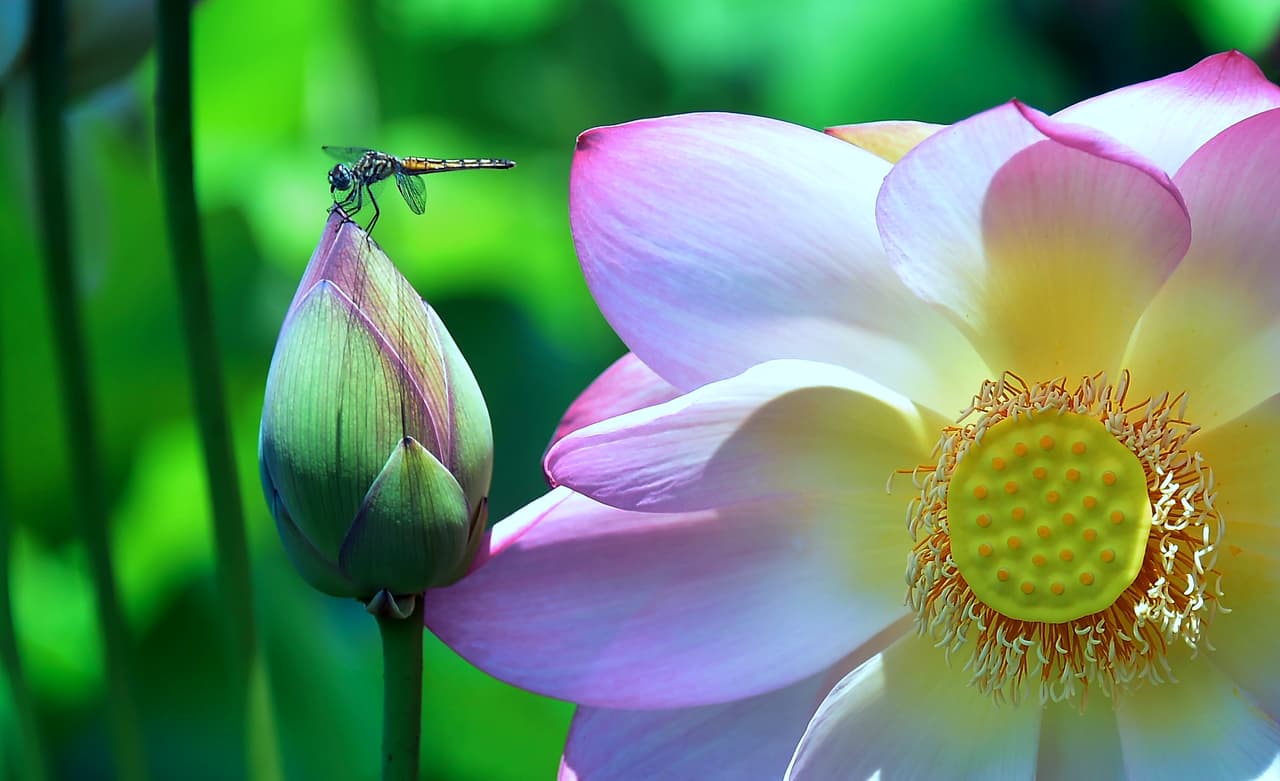 Otras características de los insectos es que todos poseen antenas y numerosas patas. En el caso de las libélulas, también destacan por un agudo sentido de la vista que les permite ver a su presa desde una distancia de hasta 12 metros. ¿Sabías que gracias a su cuerpo frágil y alas largas y delgadas la libélula es uno de los insectos más veloces del mundo?