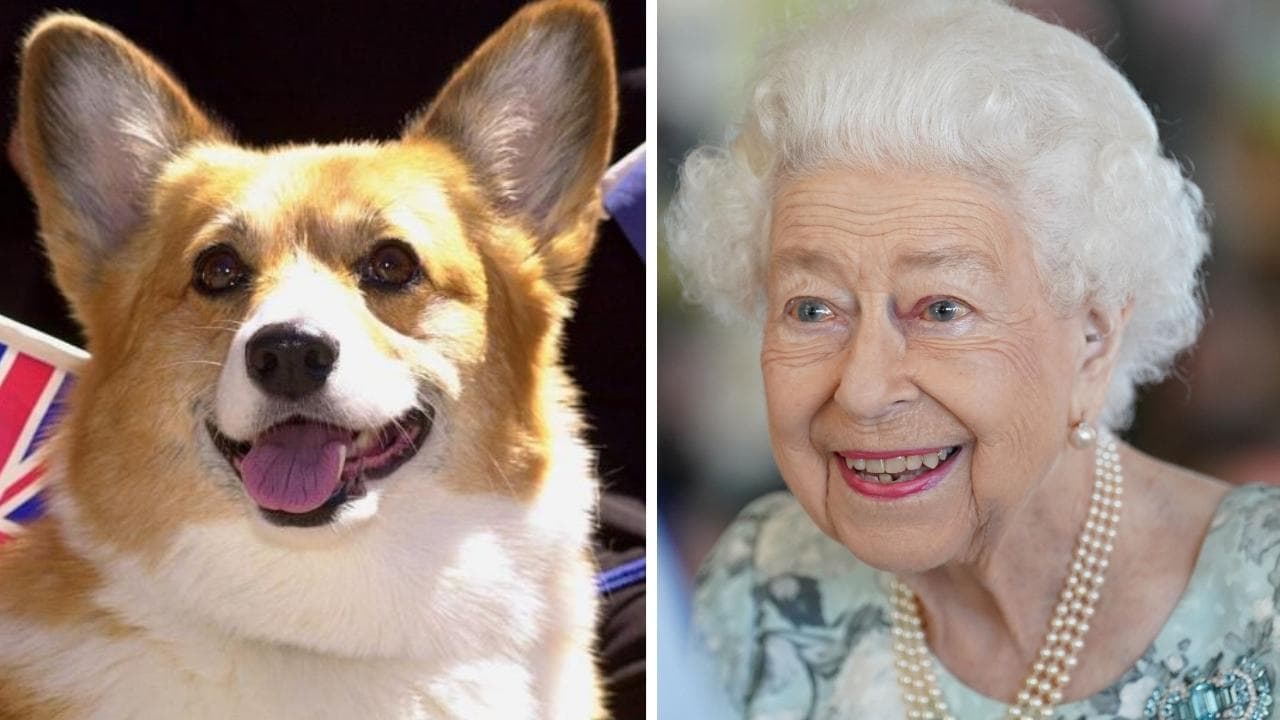 Los perros de la reina Isabel tienen una vida de ensueño: sus niñeras y otros lujos