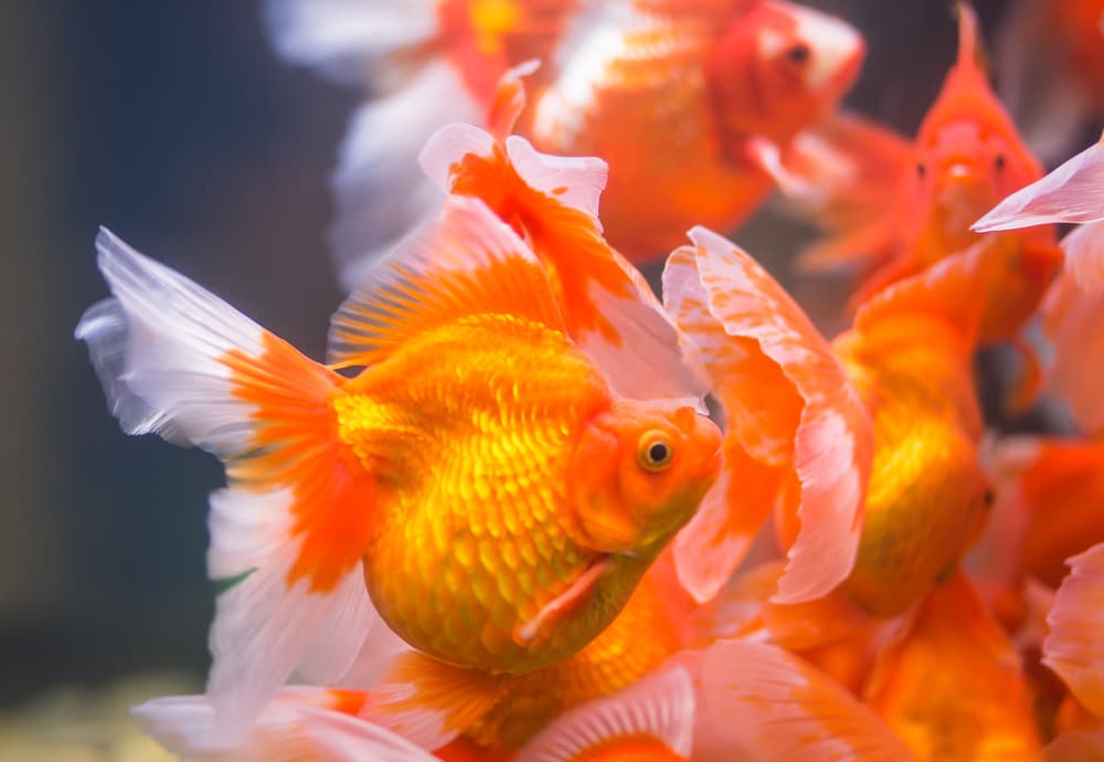 Y es que otro amuleto ideal para los Acuario son los peces dorados. Estos animales son compañeros ideales para aumentar tus ganancias. Ten una pecera en casa con ellos para tener un efecto revitalizante en tu vida, si se te complica, porta objetos que hagan referencia al animal y espera los buenos resultados.