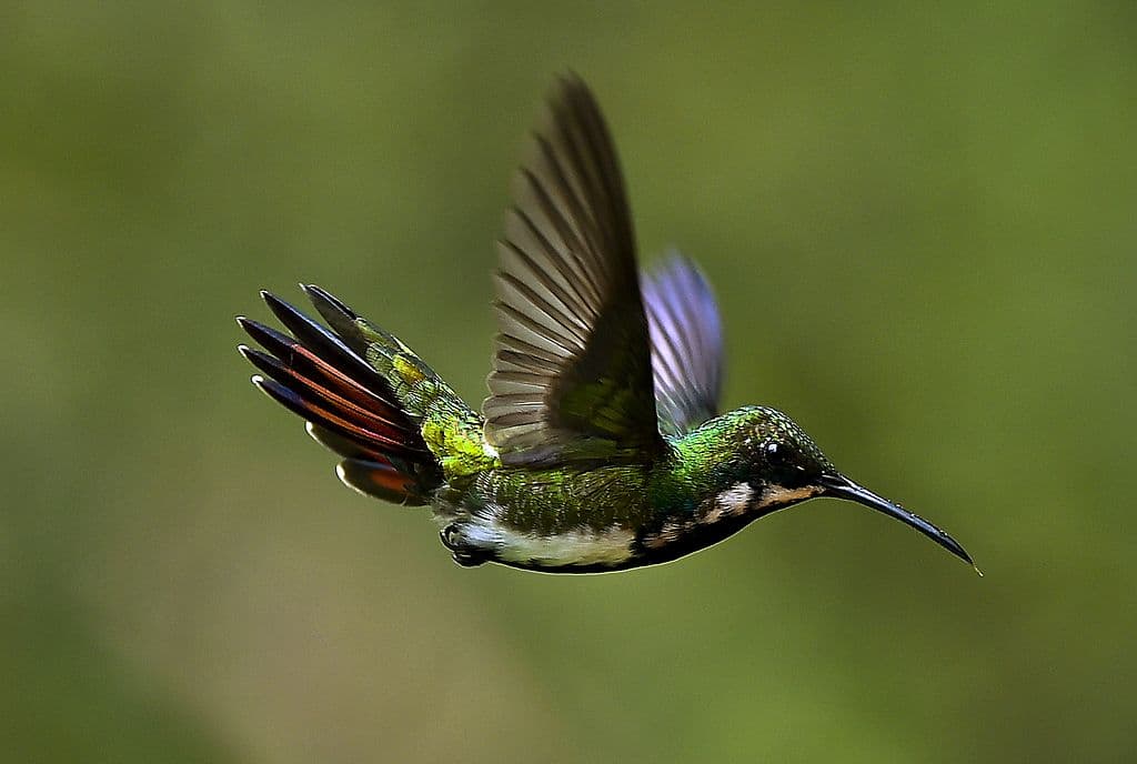 Los aztecas y mexicas tenían otro gran amuleto para el romance, en forma del bello colibrí o chupamirto. En aquel entonces era representado por el dios Huitzilopochtli y su animal totémico era justamente esta ave, que simbolizaba para ellos sexualidad y poder.