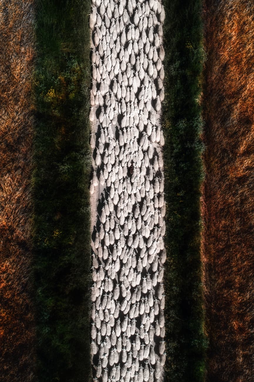 '
<b>Oveja Negra'</b> es el nombre de esta fotografía, finalista de la categoría Vida Silvestre, que seguro te quitará el sueño si intentas contar cada uno de estos animales que en la foto se ven minúsculos.