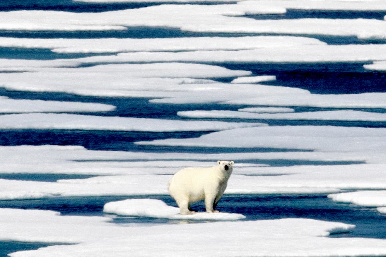 Esta foto de 2017 muestra a un oso polar sobre un bloque de hielo que se derrite en el Estrecho de Franklin, Canadá, a unas 500 millas al sureste de Groenlandia.
<br>
<br>Los hallazgos del estudio revelan que el aumento de la corriente de agua de deshielo de Groenlandia también está afectando los ecosistemas marinos, especialmente en el océano Ártico. 
<br>