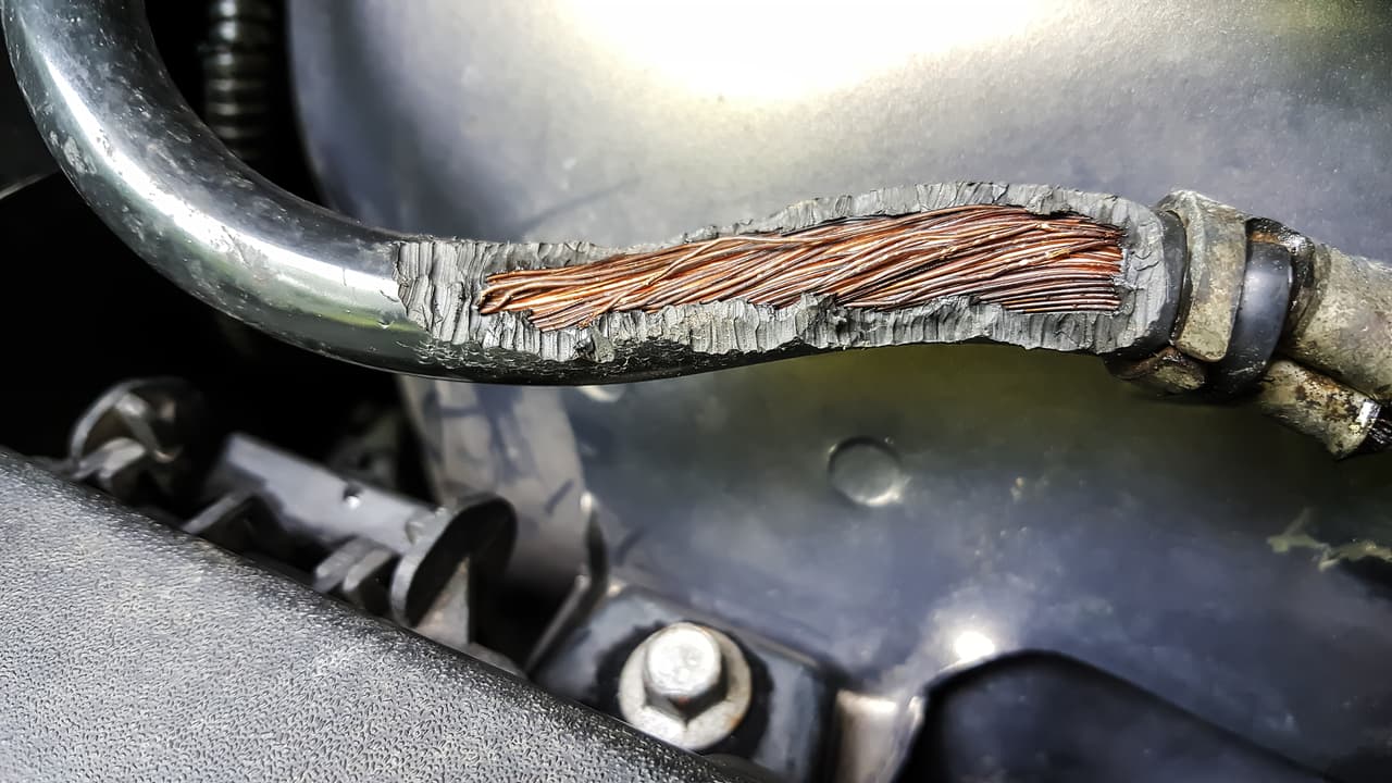Cuando se alojan en el interior del cofre, los roedores 
<b>muerden el cableado causando estragos en el sistema eléctrico</b>, lo que obligará a una visita al taller para reparaciones que pueden llegar a ser muy costosas. Si el carro permanece muchos días estacionado, se alojarán, defecarán y orinarán en él, dejando olores insoportables especialmente cuando mueren en el interior. Todo esto aparte de los obvios problemas higiénicos que esta circunstancia implica.