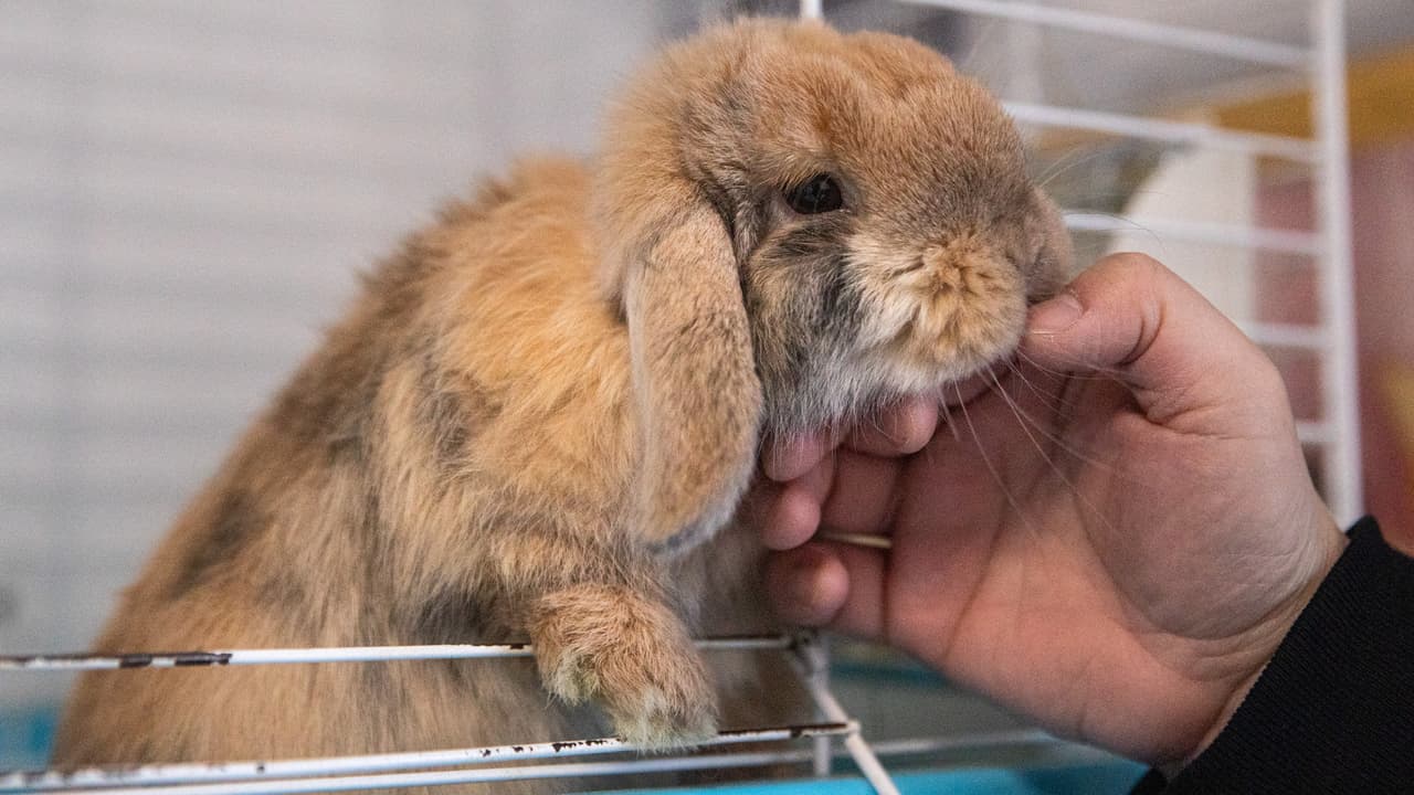 Después de la Pascua muchas personas devuelven los conejos que les regalaron al darse cuenta lo costoso que resulta cuidarlos. 
<br>
<br>Kyle Golden, del refugio ‘House Rabbit Resource Network’, señala que esto se debe a la falta de veterinarios especializados en estos animales, por lo que le pide a la comunidad que si es “un capricho mejor escoge un conejo de chocolate”.