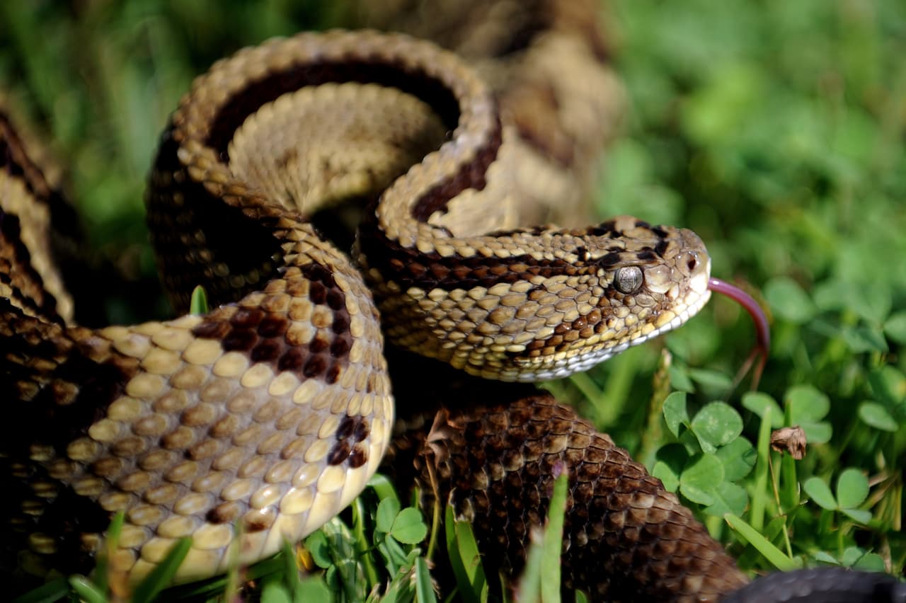 “En California tenemos siete especies de serpiente de cascabel”, dijo Pauly. “Lo primero que hará es no moverse para que no la perciban”. Si se siente en peligro o moverá sus ‘cascabeles” como “método defensivo para advertirlo”.
