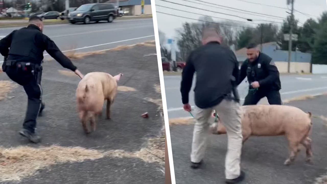 Policías de Nueva Jersey persiguen a cerdo que escapó de casa