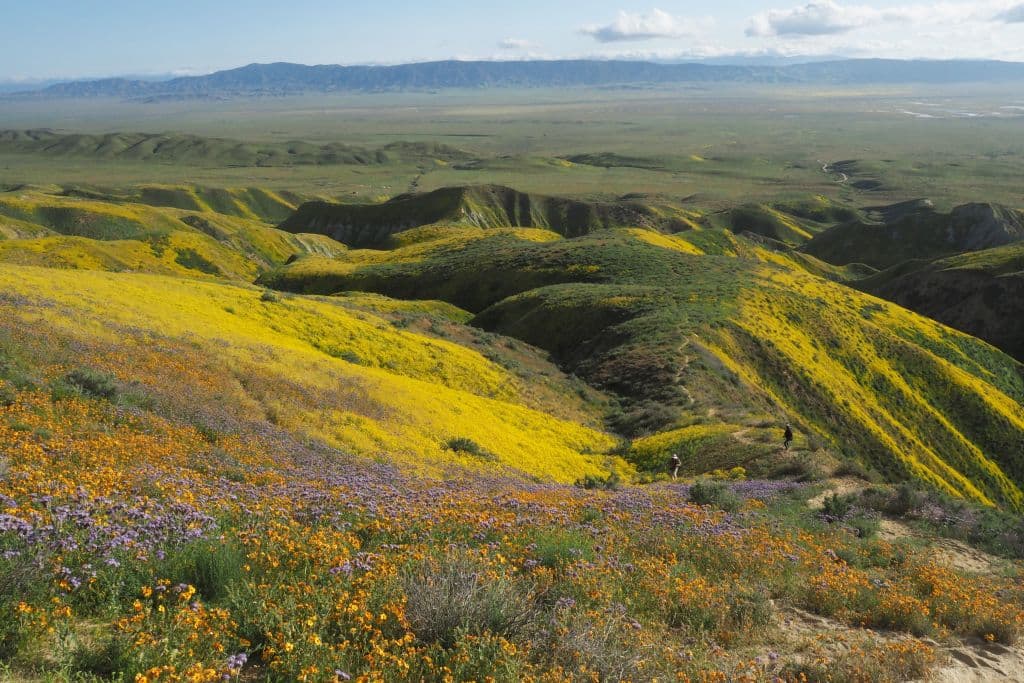 La super floraciones en el 
<b><a href="https://www.blm.gov/programs/national-conservation-lands/california/carrizo-plain-national-monument" target="_blank">Monumento Nacional Carrizo Plain</a></b> es otra razón para conservar nuestra naturaleza. Cada primavera, esta zona al sureste del condado de San Luis Obispo se cubre de flores silvestre de una forma tan abundante que puede verse desde el espacio.
<br>