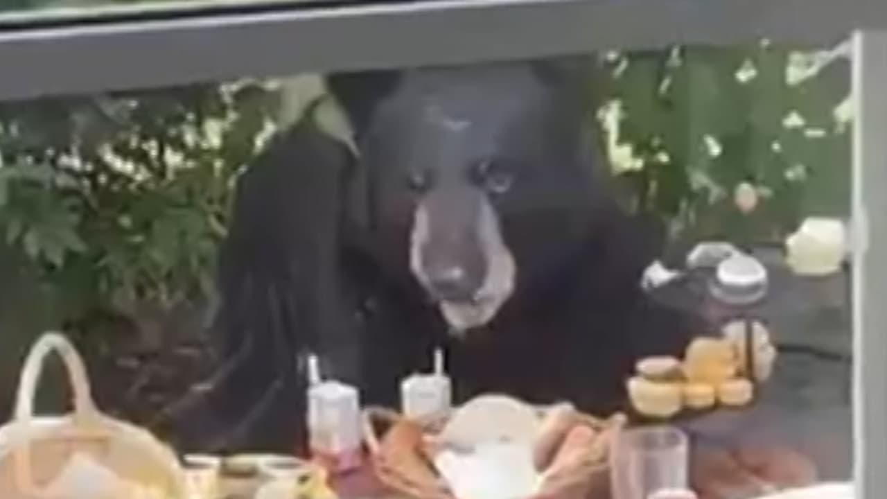 Un oso negro apareció atraído por la comida durante la fiesta de cumpleaños de un niño de 2 años en Connecticut. A pesar de los esfuerzos de los huéspedes para ahuyentarlo, el oso tardó en irse del lugar. 
<a href="https://www.univision.com/noticias" target="_blank">Sigue las últimas noticias en Univision</a>.