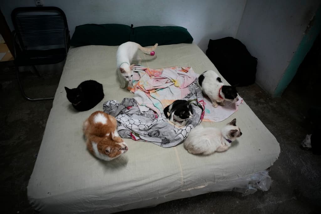 Gatos para ser adoptados sobre una cama en el refugio de animales Adopciones por Amor en La Habana, Cuba, el miércoles 2 de octubre de 2024.