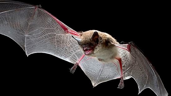 El murciélago es una transmisor del virus de la rabia.