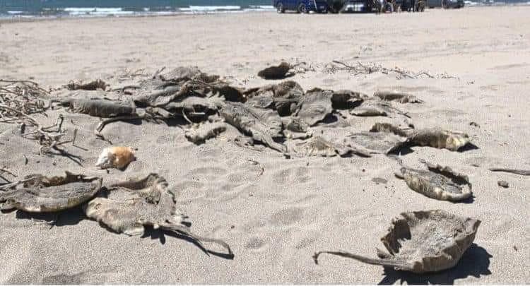 La funcionaria local responsable de dar la instrucción de que las rayas fueran mutiladas, ya fue cesada de su cargo.