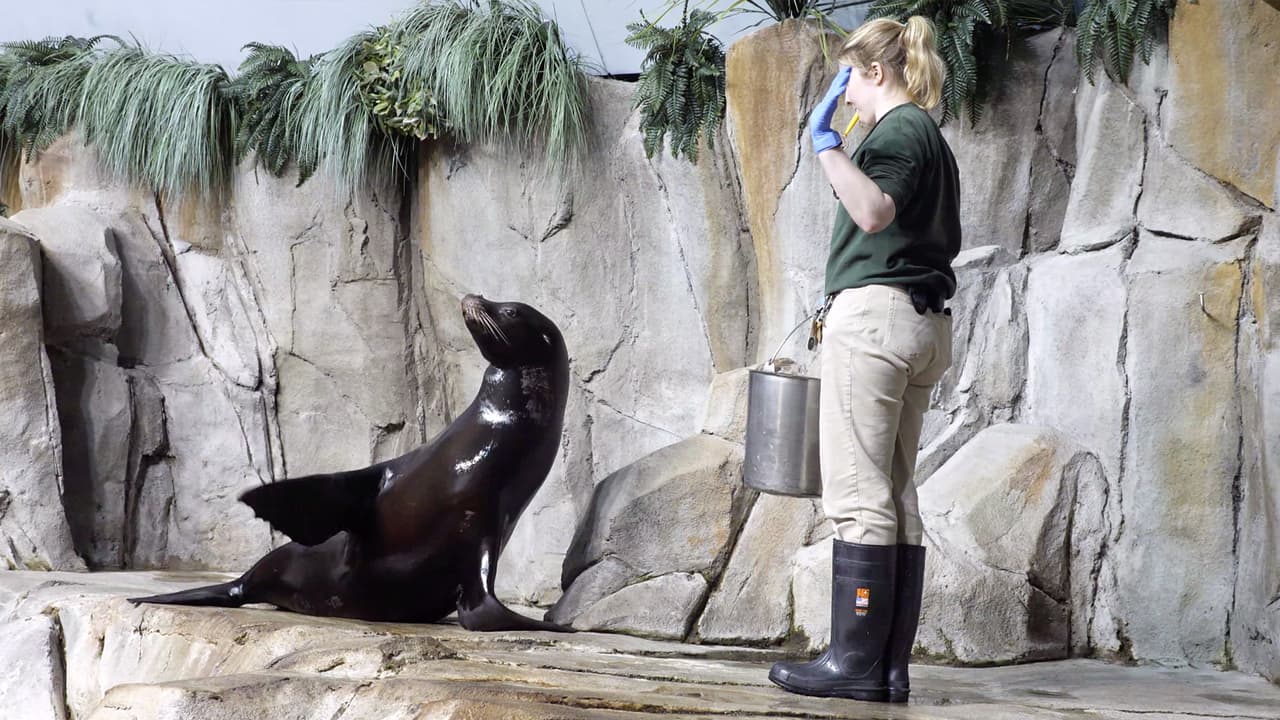El león marino Duke, llega como un miembro más de la familia del 
<b><a href="https://www.moodygardens.com/?gclid=EAIaIQobChMI5KzshLbD8QIV73NvBB1XEg3IEAAYASAAEgKvM_D_BwE" target="_blank">Moody Gardens</a></b> en 
<b><a href="https://www.google.com/maps/place/Galveston,+TX/@29.2335038,-95.0137453,11z/data=!3m1!4b1!4m5!3m4!1s0x863f59c8c4059259:0xe58b03c9b9eaecc1!8m2!3d29.3013479!4d-94.7976958?hl=en" target="_blank">Galveston. </a></b>