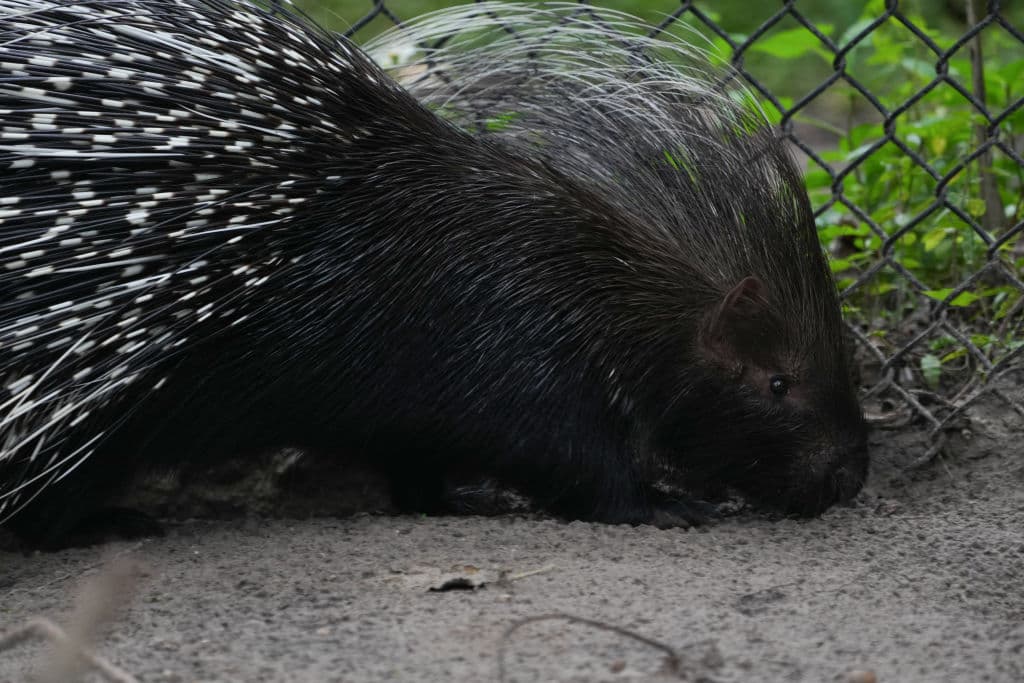 Los elefantes parecían entrenados para el proceso de desalojo, pero en el caso del 
<b>puercoespín africano Chompers</b>, los expertos del Zoo de Tampa tuvieron que insistir mucho más para conseguir que evacuara su 'propiedad'.