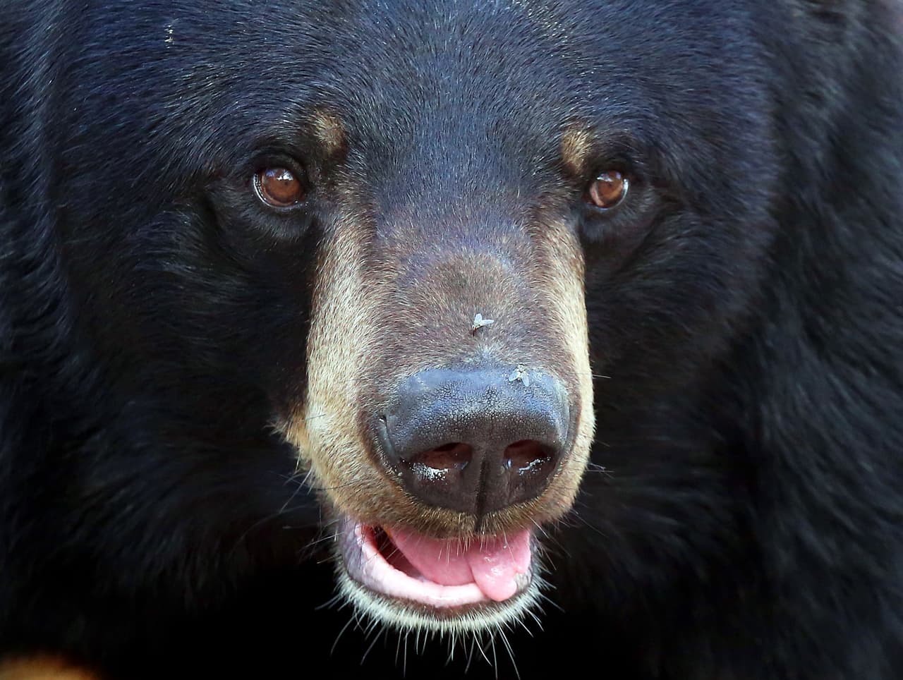 Un hombre mata a su hermano al intentar defenderse de un oso, llama al 911 y se suicida