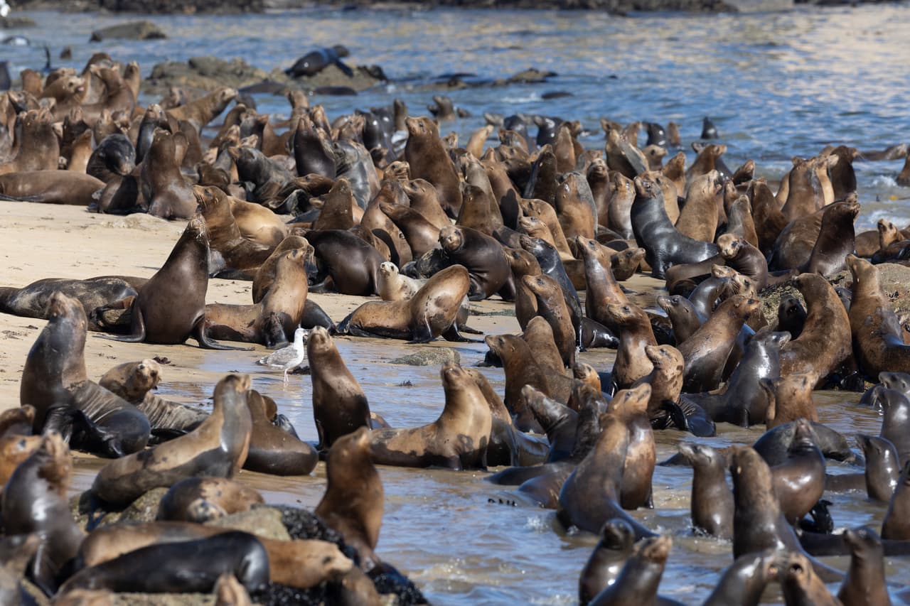 Los visitantes frecuentes a la playa San Carlos se llevaron una sorpresa cuando notaron que la arena de la zona estaba repleta de leones marinos.