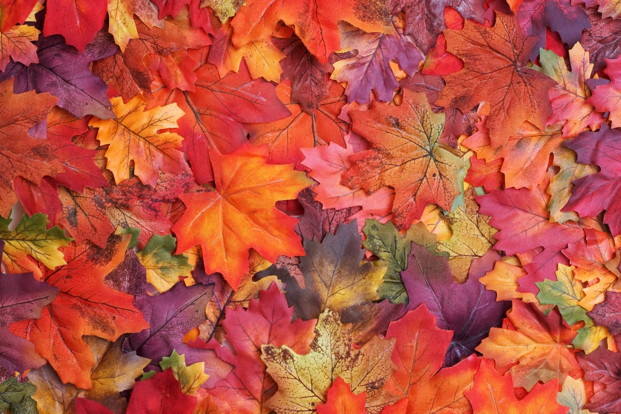 <b>Dejar ir. </b>Las hojas del árbol se marchitan, mueren y caen al suelo en esta estación: de la misma forma, Elisha Goldstein, de 
<a href="http://blogs.psychcentral.com/mindfulness/2011/09/5-keys-to-preparing-for-fall-and-winter-blues/">PsychCentral</a>, recomienda 
<b>dejar ir esas ideas y creencias que ya no sirven para dejar espacio a cosas nuevas</b> y disponer de 
<b>una perspectiva más clara ante lo que tenga que llegar</b>. Una buena idea, por otra parte, en la estación más melancólica del año.