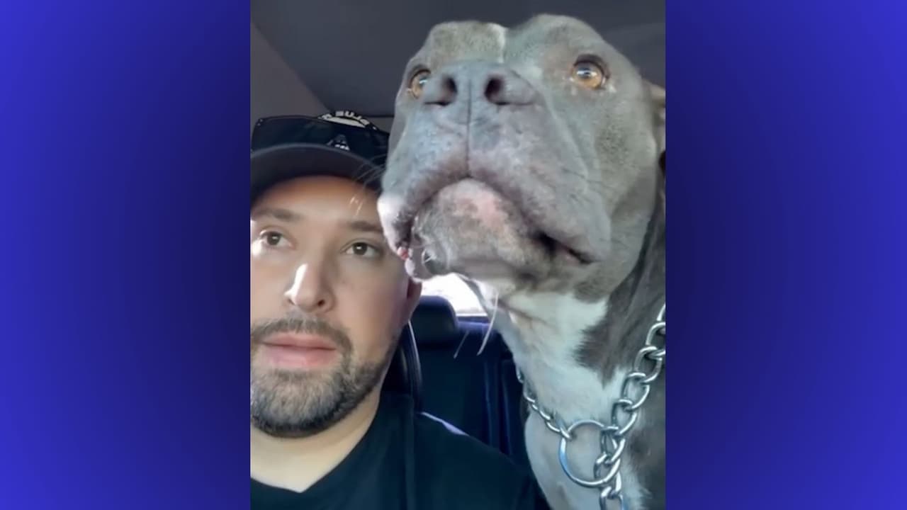 Vecino de Pleasant Grove llora la muerte de Bennet, su perro que se escapó y volvió baleado a casa