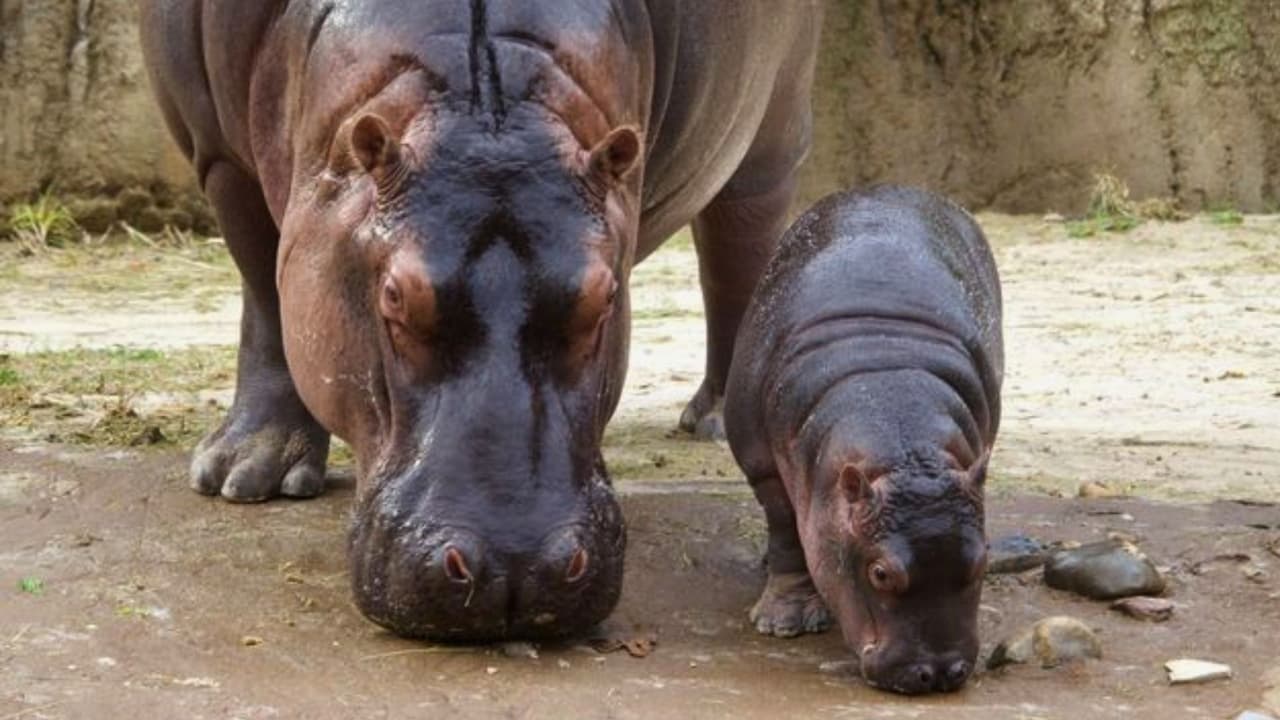 ¡No dejen pasar esta oportunidad única de crear recuerdos inolvidables en el Zoológico de Dallas durante los “Dollar Days”! Recuerden que 
<b>las <a href="https://www.dallaszoo.com/#gref" target="_blank">entradas estarán disponibles en el sitio web del zoológico</a> a partir del 20 de junio</b>, así que asegúrense de adquirirlas con anticipación para garantizar su día preferido. Preparen sus cámaras, creen momentos memorables y 
<b>disfruten de un día especial en familia con la naturaleza</b>.