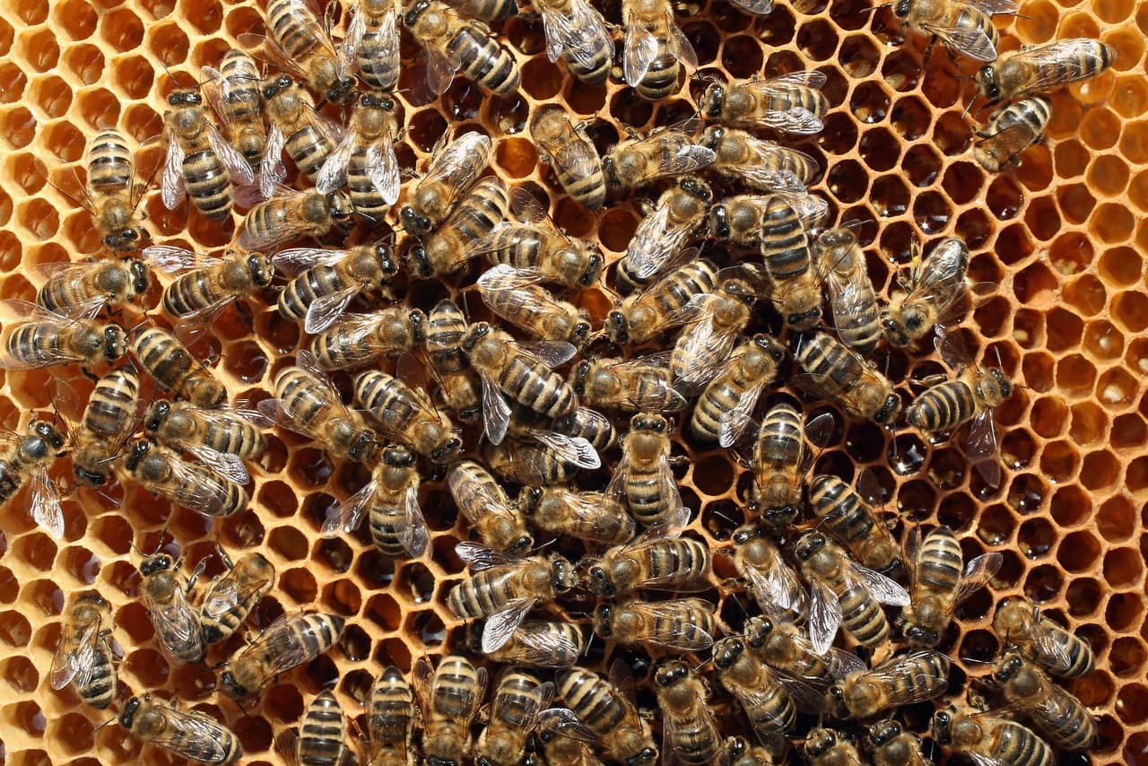<b><a href="https://www.univision.com/local/arizona-ktvw/autoridades-en-arizona-recomiendan-solicitar-apoyo-para-remover-panales-de-abeja-ante-recientes-incidentes-video">Expertos aseguran a Univision que en Arizona ya casi no hay la abeja que produce miel</a></b>, también conocida como 
<i>abeja europea</i>; pero, que 
<b>ahora hay un cruce con la <i>abeja africana </i>y son más agresivas. </b>