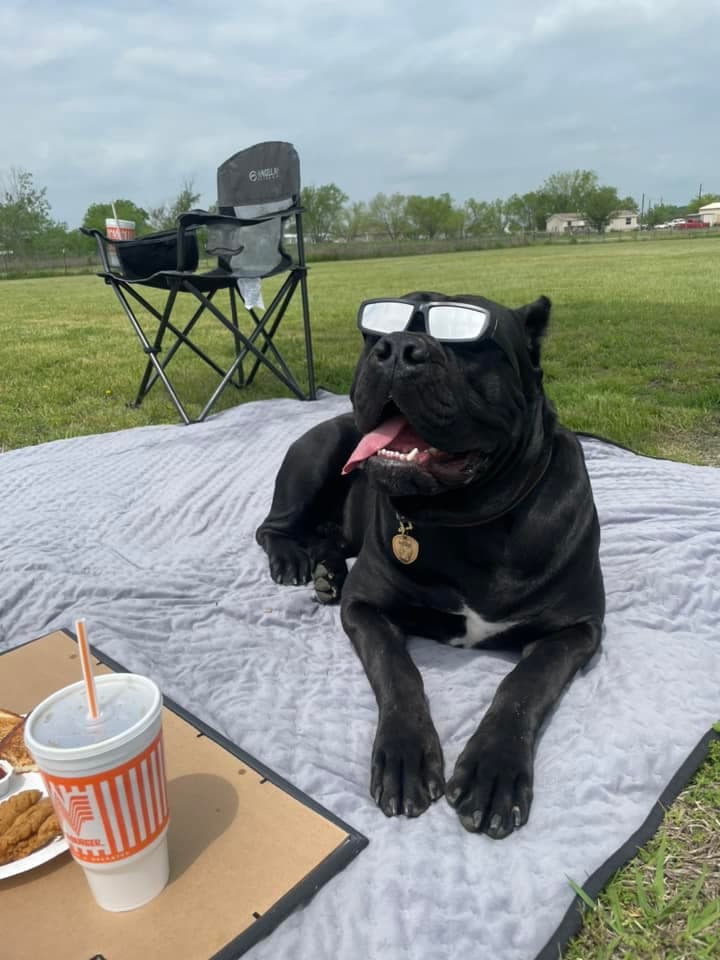 Las mascotas de la casa no fueron olvidadas, ya que también con gafas especiales, ellos también se subieron al tren del eclipse solar total.