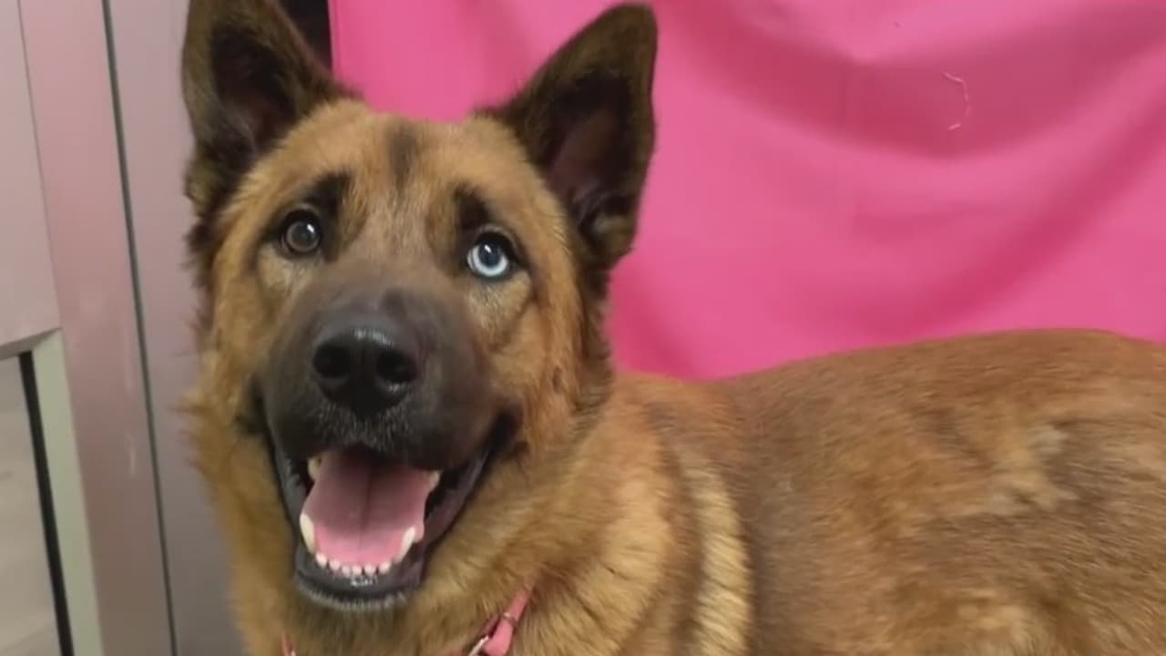 El Servicio de Animales de Dallas espera recibir a cientos de mascotas en los próximos días y advierte que sus albergues no darán abasto, por lo que urgen a las personas a adoptar uno de estos seres vivos, ya que, si esto no ocurre, los tendrán que sacrificar. Te decimos a dónde puedes comunicarte para poder acoger a uno de estos animales.