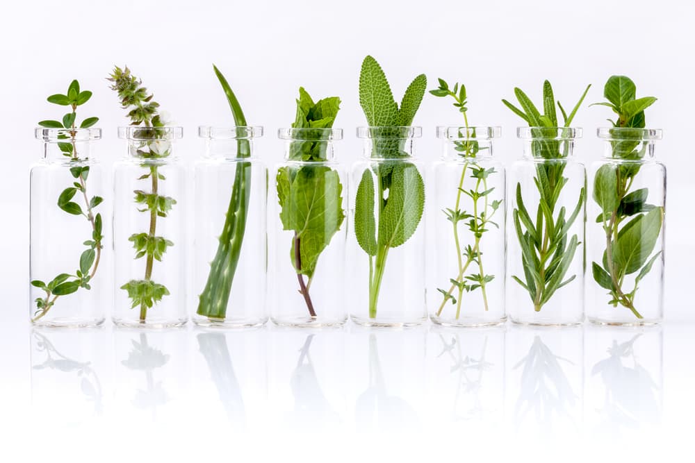 Era un gran músico y fue famoso por su extenso conocimiento en el campo de la medicina, reconocido por todos como un gran conocedor de las hierbas y otros remedios naturales.