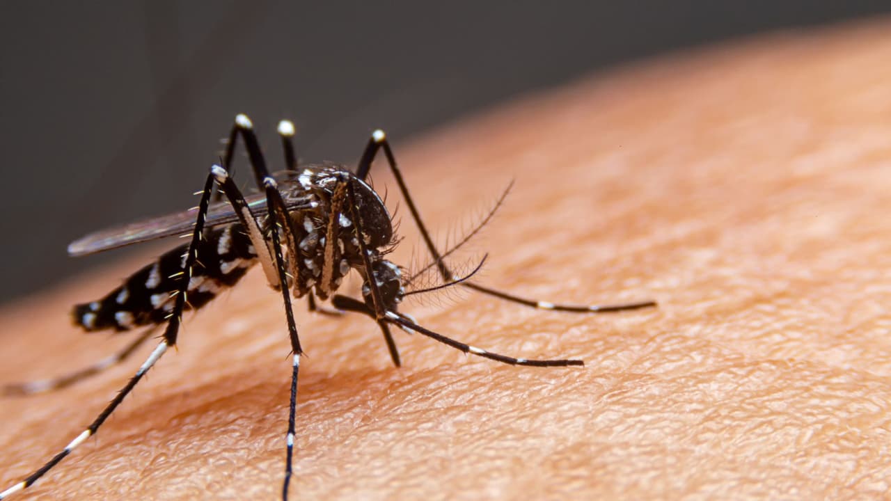 Alarma en Puerto Rico: 3,877 casos de dengue y seis muertes en 2024
