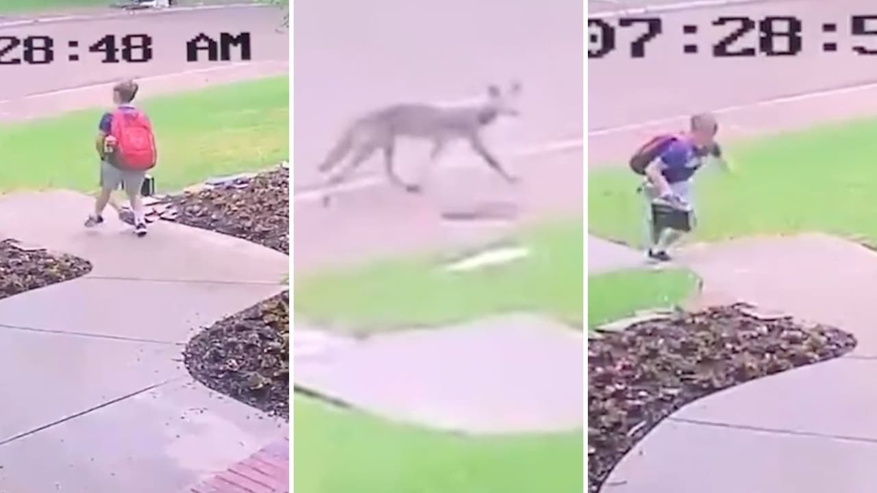 Un coyote anda sueldo en un barrio de Dallas; video capta a niño que pudo huir del animal a tiempo