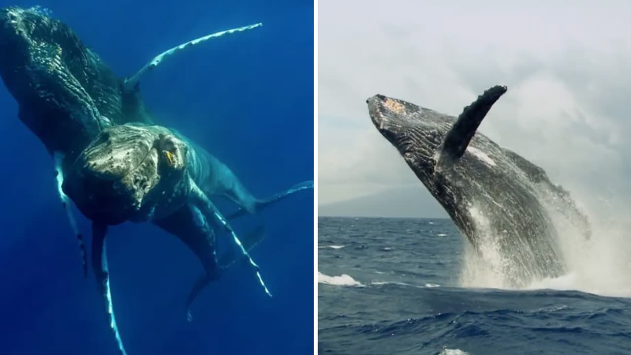 Ballenas jorobadas son captadas apareándose por primera vez... Pero ambas eran machos