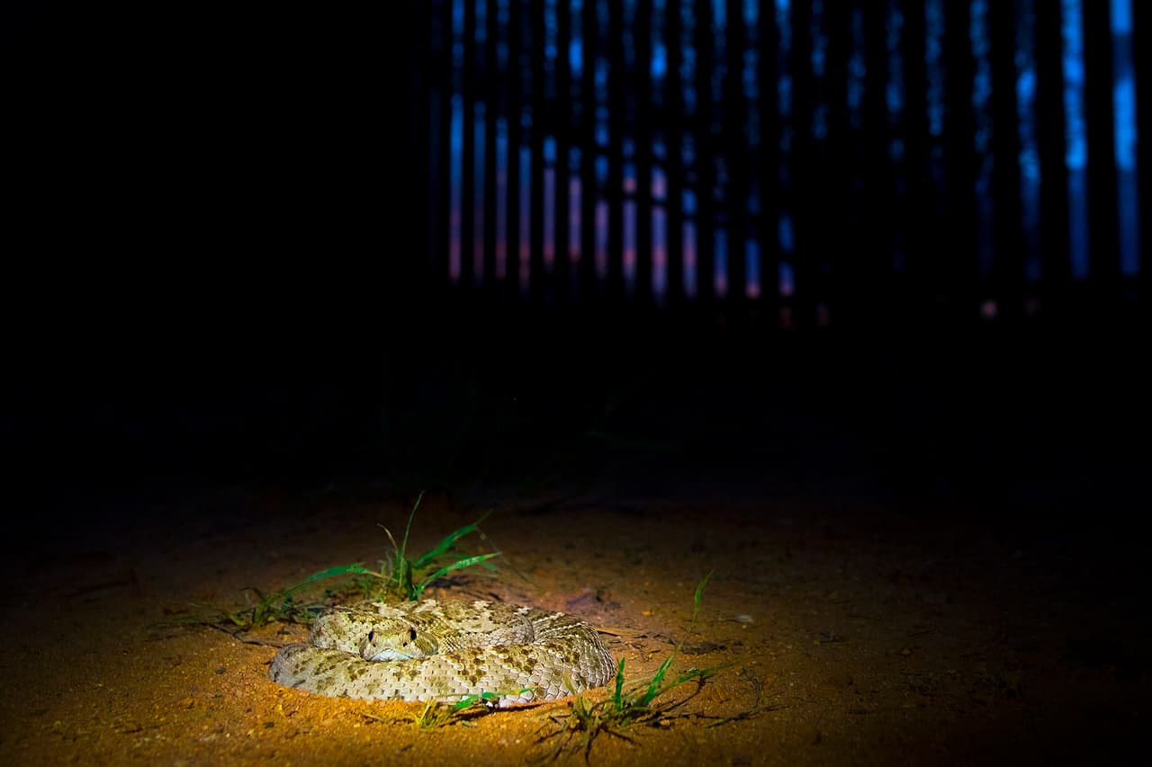 Una serpiente de cascabel cerca del río San Pedro. “Los lugares donde dejé las cámaras para este proyecto son remotos, inseguros. Perdí algunos equipos que dejé mucho tiempo en diferentes zonas”.