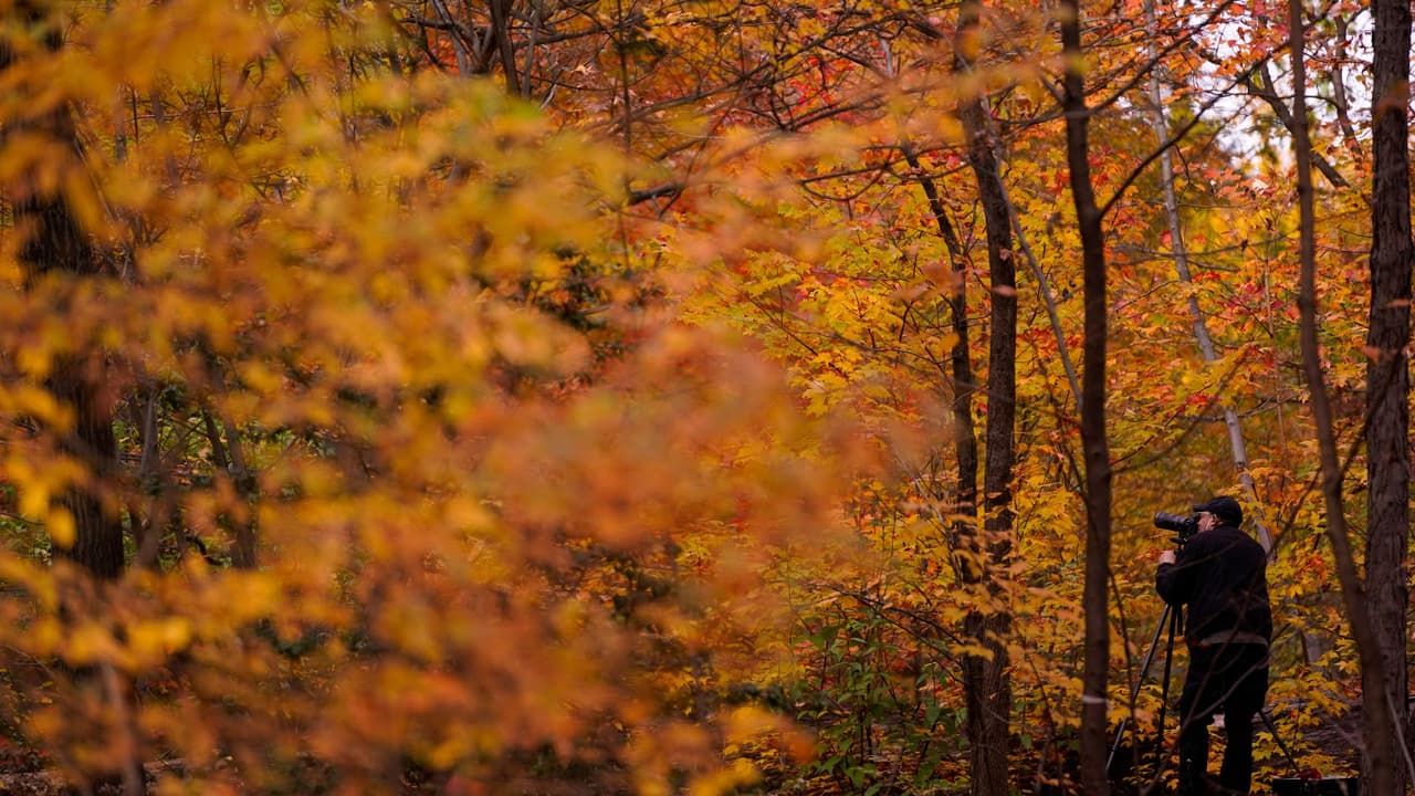Otoño en Nueva York: Los mejores bosques y áreas verdes donde puedes apreciar el follaje