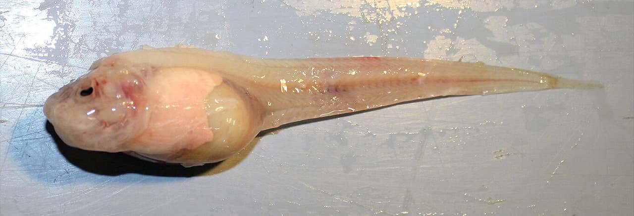 Pseudoliparis swirei. Este diminuto pez, muy parecido a un renacuajo, vive en el fondo de la fosa de las marianas, en el océano pacífico occidental. Fue descubierto aproximadamente entre los 22,000 y 26,000 pies de profundidad (6,700 y 7.920 metros) bajo el océano.