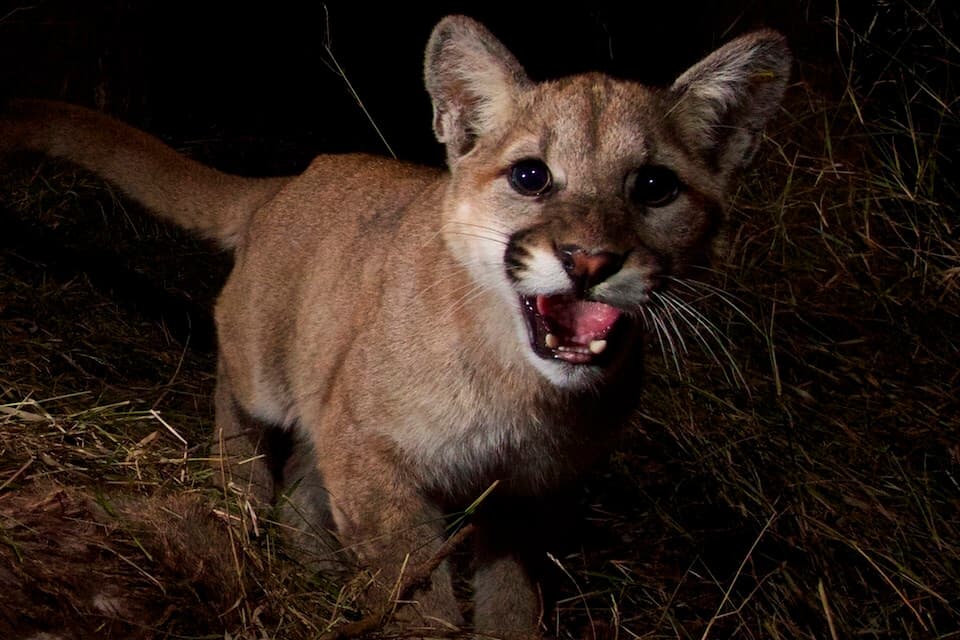 En caso de que te encuentres con un león de montaña, no nunca huyas, tampoco busques acercarte. (Imagen de archivo)