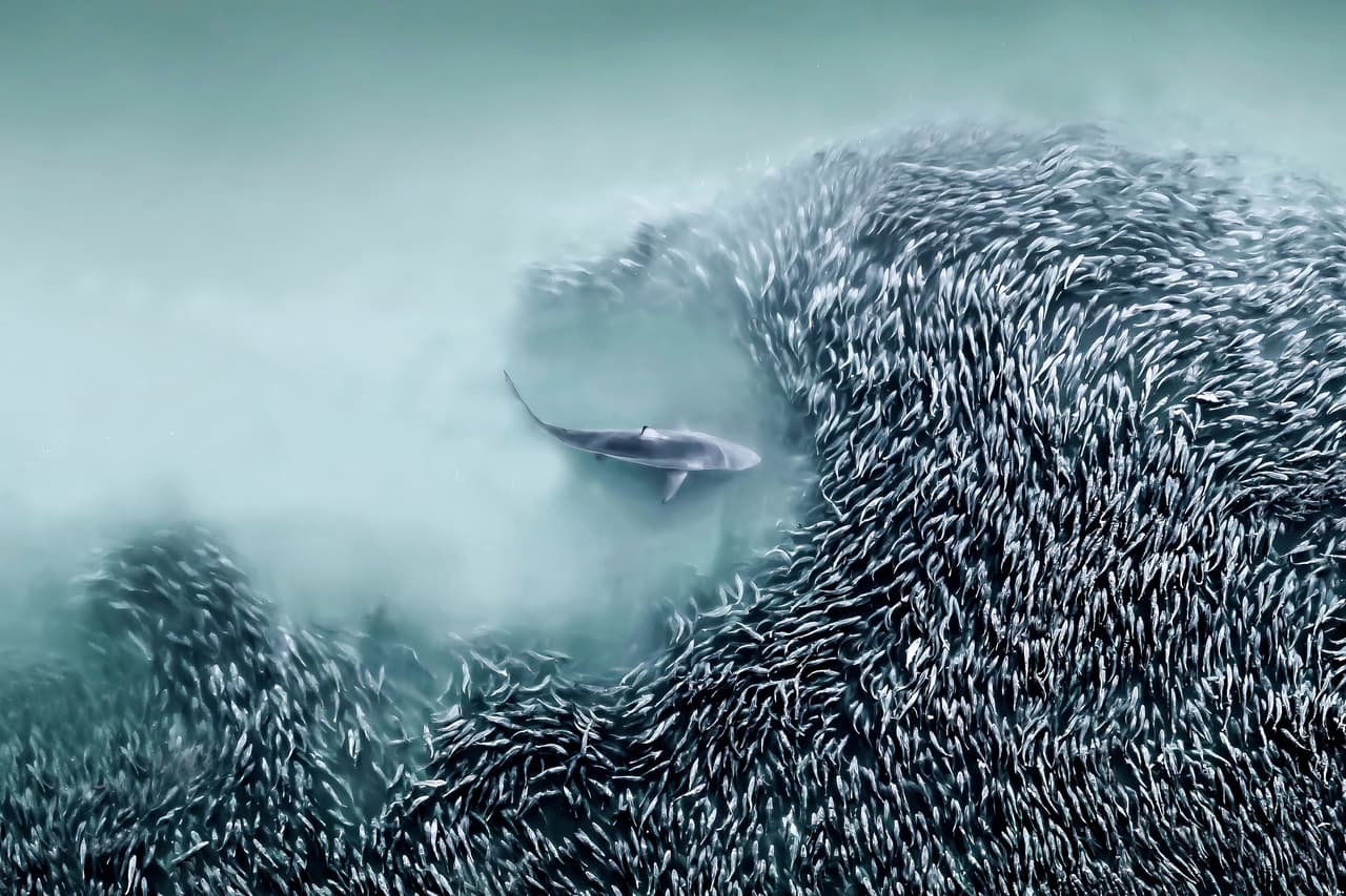Fotografía aérea desde dron de un tiburón girador abriéndose paso entre un cardumen de peces menhaden en el Océano Atlántico, Southampton, NY.
<br>